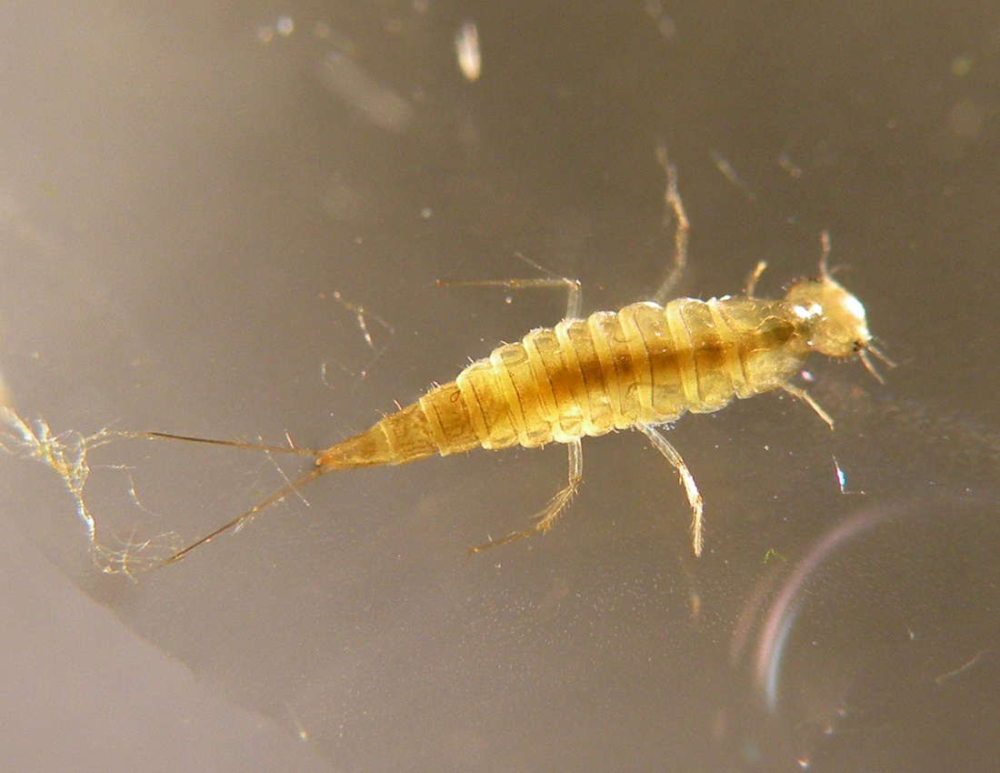 Probabile larva di Dytiscidae